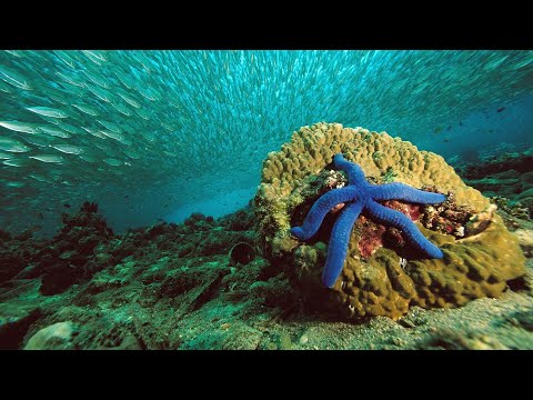 Echinoderm Diversity Part 2: Classes Asteroidea and Ophiuroidea (Sea Stars and Brittle Stars)