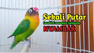 Download lagu Lovebird Ngekek Panjang GACOR MANTAB AKTIF Memancing BUNYI, Jenis Lovebird apapun PASTI NYAUT mp3