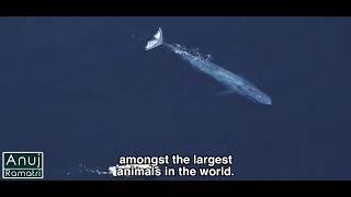 what are the importance of whales on our planet ||save the whales 🐳🐋