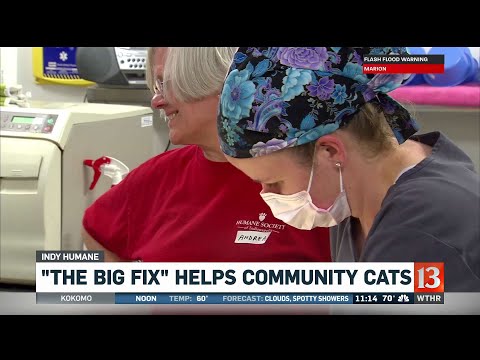 The Big Fix helps community cats