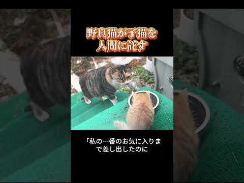 子猫を託す野良猫は多いけど、こんなに「切なすぎる」ケースは初めて見た！