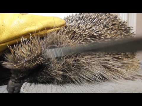Removing Ticks from Wild Hedgehog & tips 18jul16 Cambs UK 102a