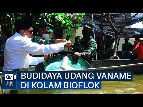 Optimalisasi Usaha Bioflok: Budidaya Lele di Lahan Sempit yang Menguntungkan Optimalisasi Usaha Bioflok: Budidaya Lele di Lahan Sempit yang Menguntungkan
