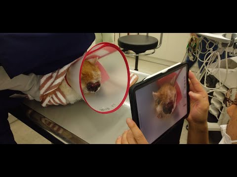 高齢猫の腫瘍 - 乳がんの猫