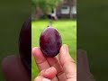 Sweet Juicy Organic Plum Fruit Freshly Picked From The Tree Shorts Harvest Countryside Plum