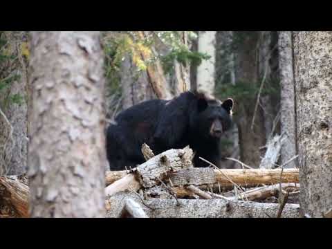 CT Bear Hunting Bill