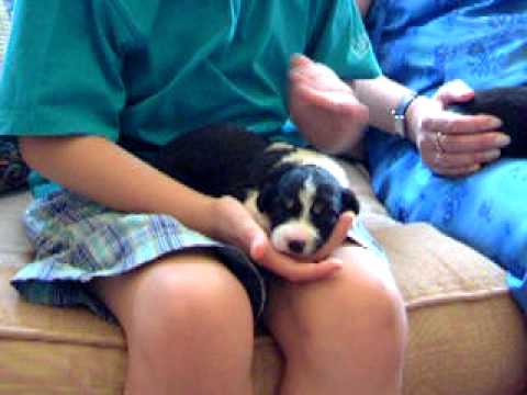 Molly as a puppy