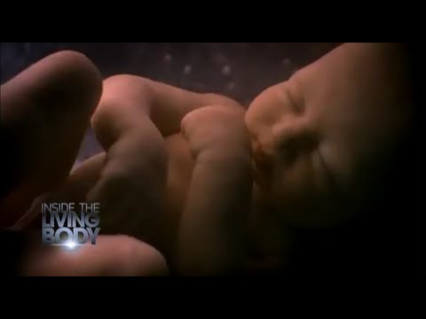 Inside the living body