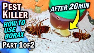 Is Borax Effective vs ANTS, ROACHES, & TERMITES as a Pest Killer? (Part 1 of 2)