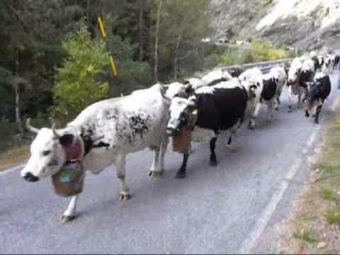 transumanza dall'alpe Troncea di Massello