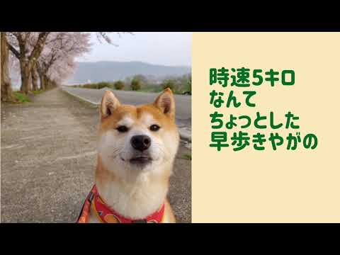 ワンワンU・x・Uお悩み相談室1️⃣5️⃣〜福井市「なつちゃん」🐶#ながらスマホ禁止📱