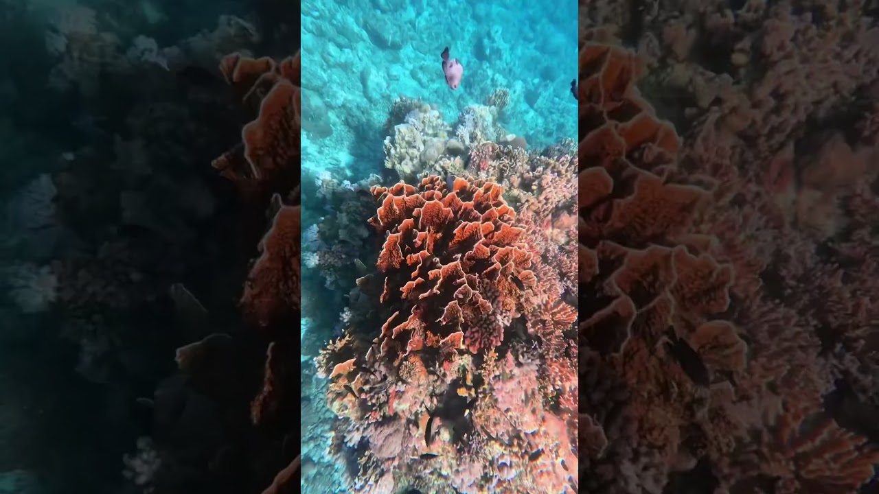 YouTube Short thumbnail