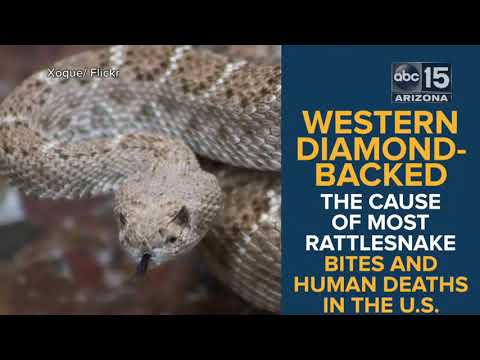 Watch out! 13 species of rattlesnakes live in Arizona - ABC15 Digital