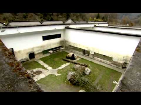 Life of Panda - BBC wildlife animal documentary