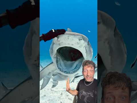 The Tiger Shark is literally built different