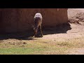 Speke S Gazelle Grazing