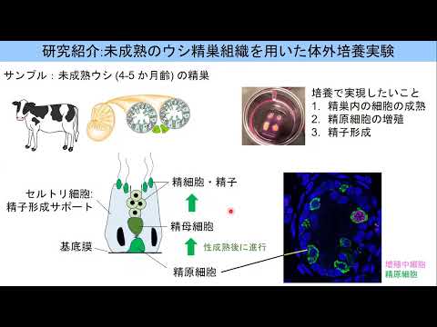 希少動物の保全を目指した哺乳動物の体外精子生産技術の開発