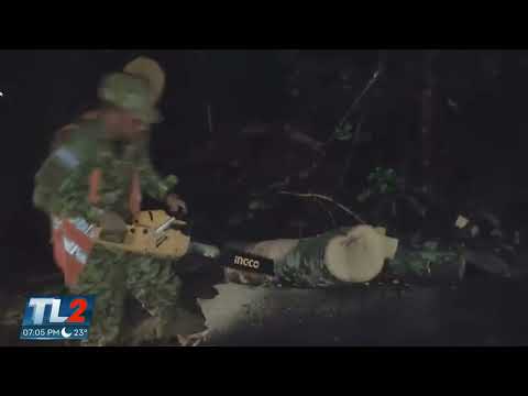 Fuerza Armada habilita paso tras caída de árbol en San Antonio Los Ranchos. TL2