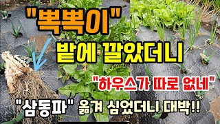 뽁뽁이 밭에 깔았더니 두배 빨리자라고 두배 수확해요 삼동파도 폭풍성장 #뽁뽁이멀칭비닐 #암막시트 #삼동파