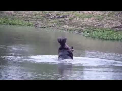 Djuma: Hippo and then Elephants - 16:29 - 10/31/2022