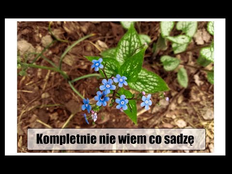 Ogród od zera #5 - Sadzonki od cioci, czyli dużo roboty.