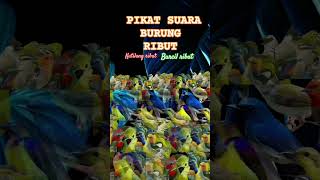 Download lagu 🔴PIKAT SUARA BURUNG RIBUT 🔴Kutilang dan burung kecil ribut #pikatburcil #kutilangribut #sogon #sirtu mp3