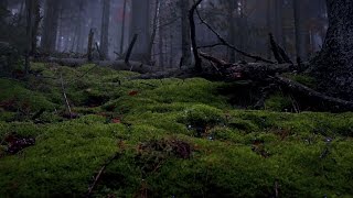 Unsere Wälder