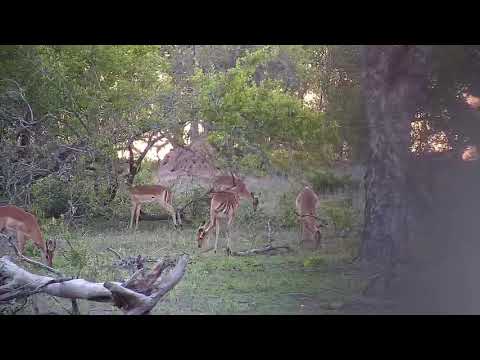 Djuma: Impalas with new lambs - 18:03 - 12/01/19