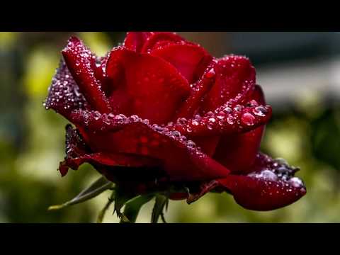 CARMEN PRODAN - Multumesc!