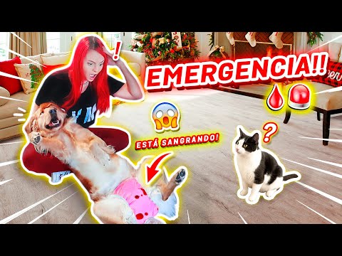 MI PERRITA EN CELO USA PAÑALES!😱🐶   Y MANCHÓ TODA LA CASA!!!😭 | Jenny Devil😈