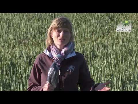 158. Feldexkursion: Frostauswirkungen im Getreide, NU Agrar, 17.06.2020