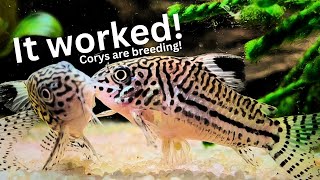 Unbelievable Results of Cory breeding project: Cory eggs &amp; fry!