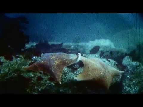Shape of Life: Echinoderms - Sea Star Time lapse  (Don Wobber's Film)