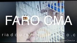 FARO CMA