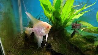 Albino Angelfish Tank Before & After Tank Maintenance
