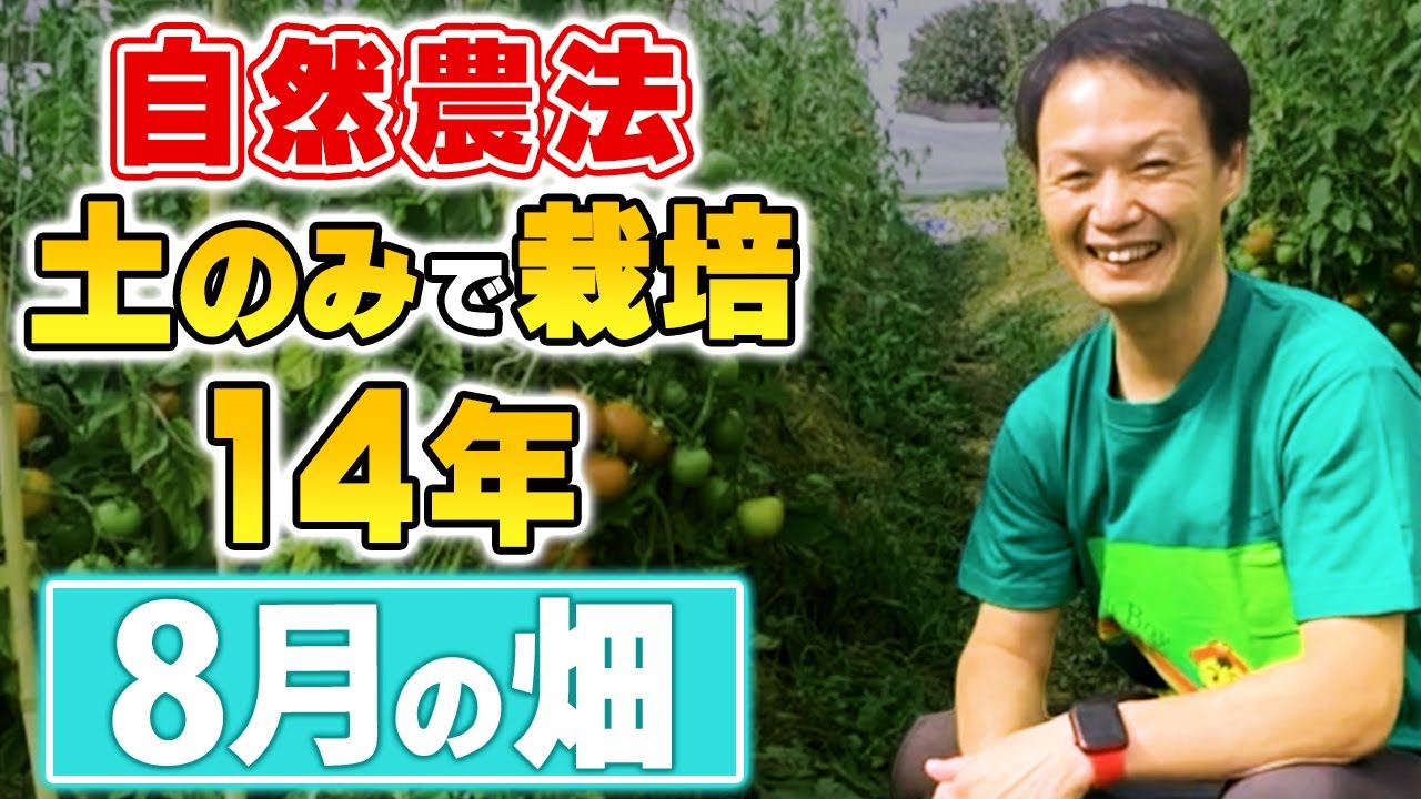無肥料14年の畑が冷夏でも大豊作な理由