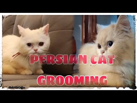 Aishu വിൻെറ ആദ്യത്തെ Full Grooming വീഡിയോ | ARWORLD943 | Pets grooming malayalam|