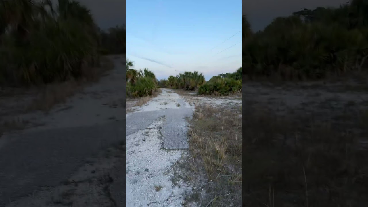 Exploring abandoned subdivision near Gibsonton, FL.  Golden Aster Scrub Nature Park