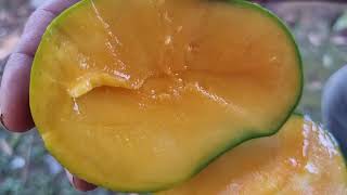 Download lagu Adu Manis Mangga Harum Manis vs Mangga Chokanan Thailand — Mana yang Lebih Manis? 🥭 mp3