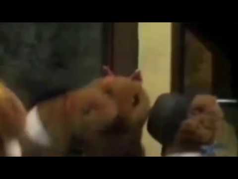 Singing Prairie Dogs