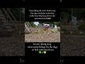 Love seeing just bare soil surrounding my crops. #gardening #allotmentlife #foryou #shortsvideo