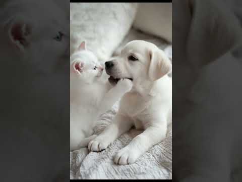Cute Kitten vs Puppy 🫠| Adorable Loving Fight 🤗#KittenAndPuppy#CuteAnimals#CuteKitten#CutePuppy