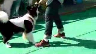 Border Collie Lucy dancing "I feel good" 1