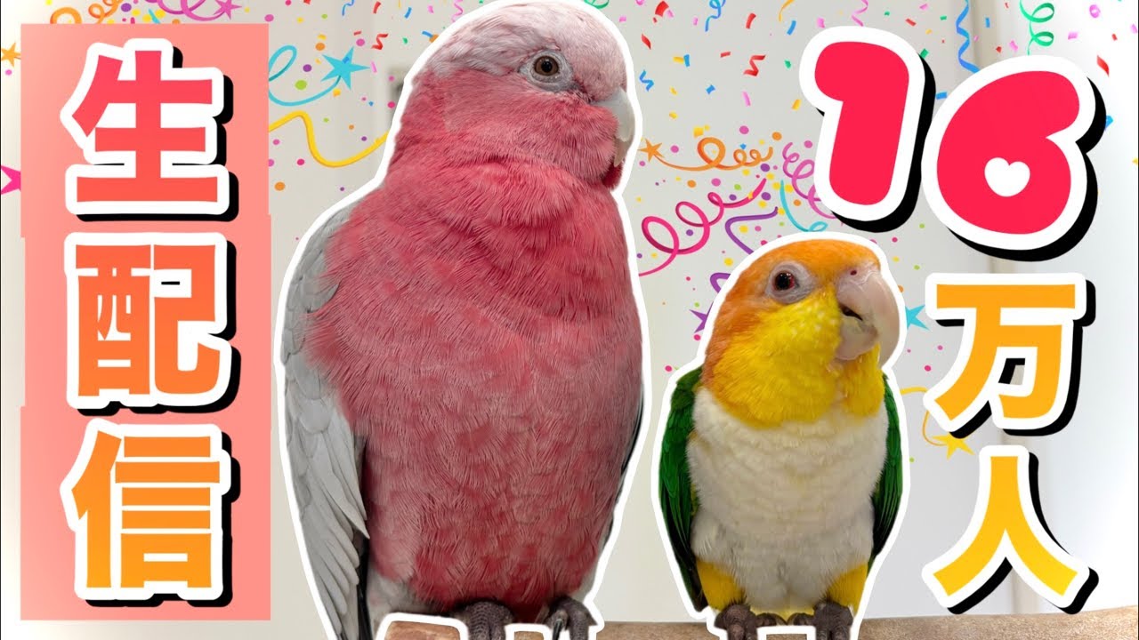 【生配信②】続き！登録者様16万人お祝い生配信🦜🥂