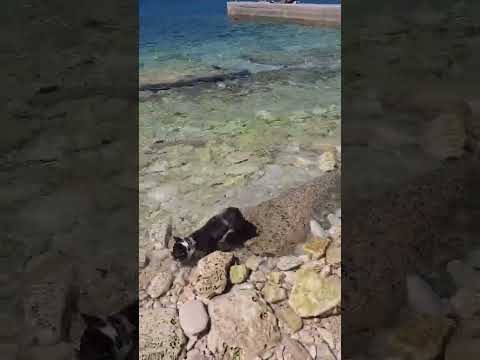 French Bulldog playing with sea waves #puppy #frenchbulldogworld