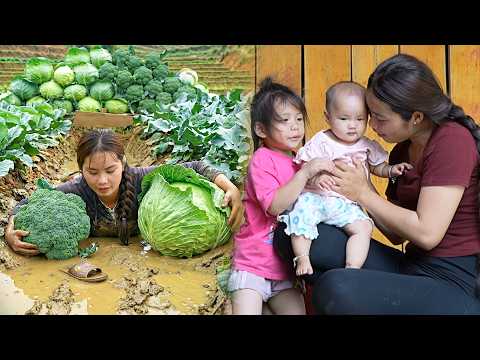 Fresh vegetable harvesting: Giant cabbage, broccoli & kohlrabi for sale with Nhi, Khoi & baby Tuyet