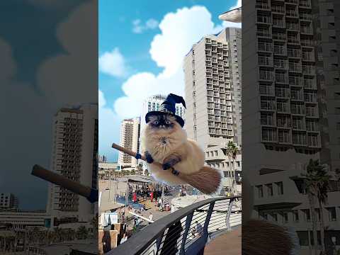 Cat flying on a broom. #shortsfeed #wizard #witch #cat #cats #funnyanimal #funnycat #viralvideo