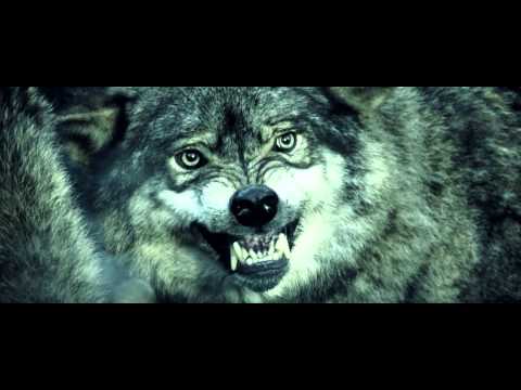 Boris the Blade Like wolves Lyric Video