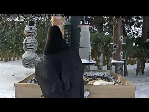 Common Raven Lifts Off With Hunk Of Fat – Feb. 8, 2019