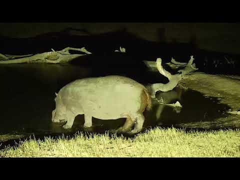 Djuma: Hippo with healing leg injury arrives for the night - 20:42 - 07/24/19